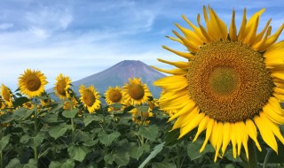 Mt.Fuji and Hanano Miyako Koen park
