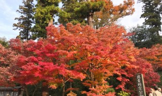 Autumn leaves in Engakuji temple