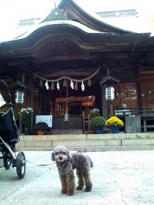 横浜・綱島の熊野神社でのトイプードルのショコラ