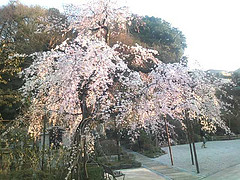 cherry blossoms in the garden of nearby temple