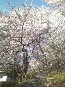 cherry blossoms at yokohama