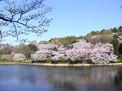 cherry blossoms at yokohama