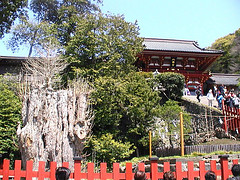 large ginkgo tree of tsuruoka hatiman-gu