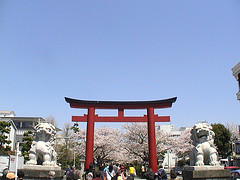 torii of tsuruoka hatiman-gu