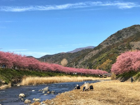 Cherry blossoms in Kawazu Town