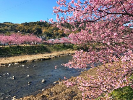 Cherry blossoms in Kawazu Town