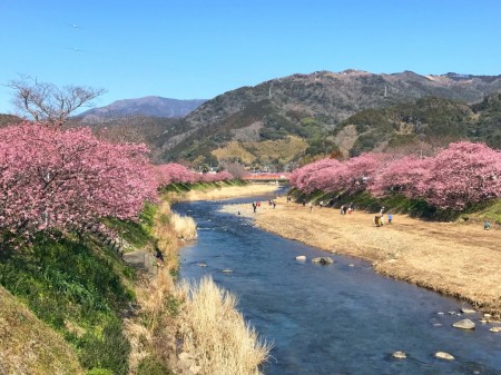 Cherry blossoms in Kawazu Town