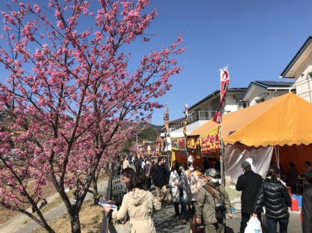 cherry blossoms and open-air stalls in Kawazu Town