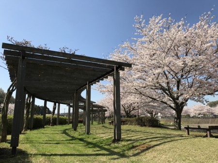 Cherry blossoms at Hikijigawa Shinsui park in Fujisawa city