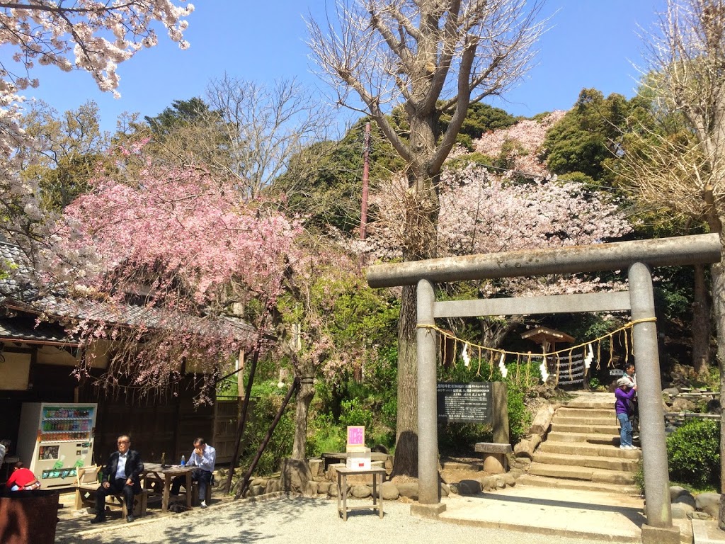 Best time to see cherry trees at the park of Genjiyama in Kamakura,Japan is today or tomorrow.