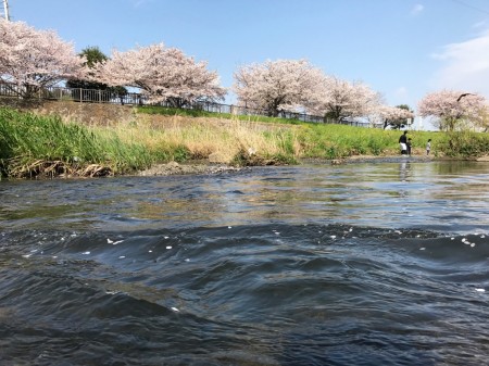 Cherry blossoms at Hikijigawa Shinsui park in Fujisawa city