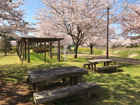 Cherry blossoms at Hikijigawa Shinsui park in Fujisawa city