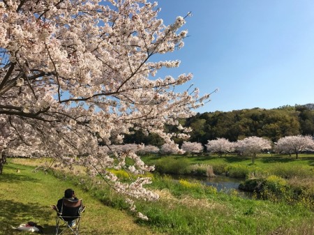 Cherry blossoms at Hikijigawa Shinsui park in Fujisawa city