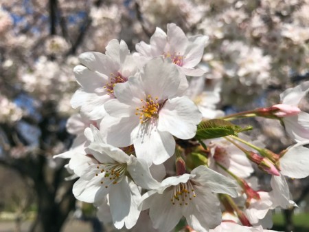 Cherry blossoms at Hikijigawa Shinsui park in Fujisawa city