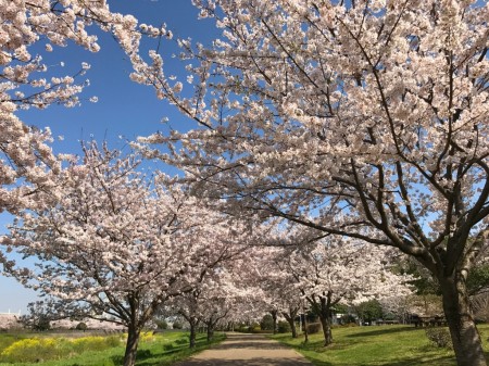 Cherry blossoms at Hikijigawa Shinsui park in Fujisawa city