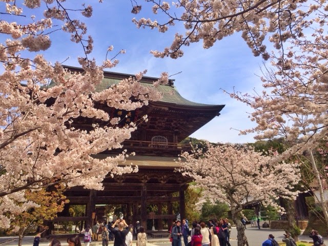 Today is the best time to see cherryblossoms at Kencho-ji temple.