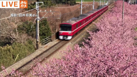 AbemaTV train and cherry blossoms
