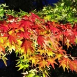 Autumun leaves in Hase temple in Japan