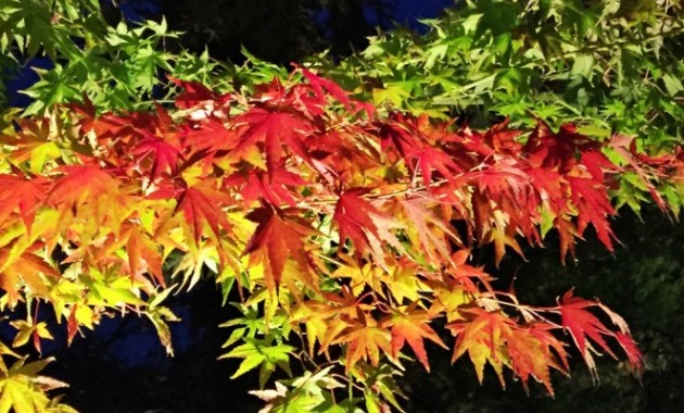 Autumun leaves in Hase temple in Japan