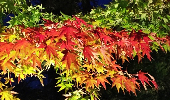 Light up of autumn leaves in Hase temple