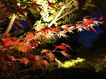 Autumun leaves in Hase temple in Japan