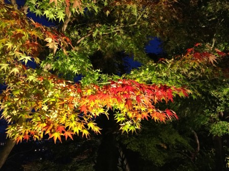 Autumun leaves in Hase temple in Japan