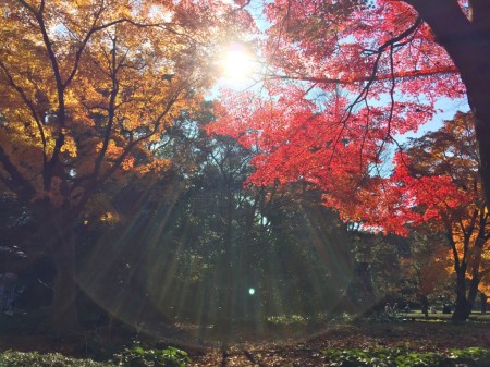 Ninomaru section in Kokyo Higashi Gyoen Garden (Imperial Palace East Garden)