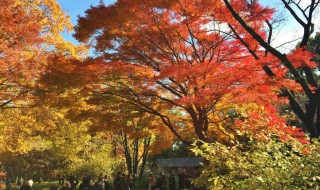 Ninomaru section in Kokyo Higashi Gyoen Garden (Imperial Palace East Garden)