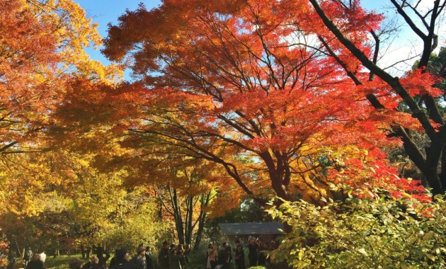 Ninomaru section in Kokyo Higashi Gyoen Garden (Imperial Palace East Garden)