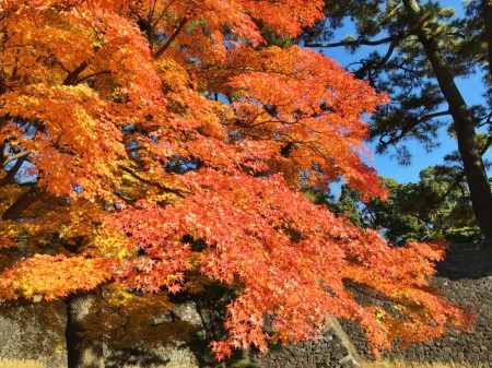 Inui-dori street in the Imperial Palace