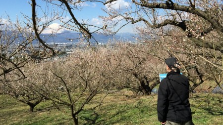 Plum and Mt.Fuji in Soga,Japan