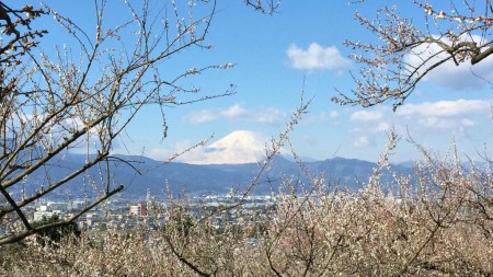 Plum and Mt.Fuji in Soga,Japan