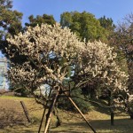 Plum blossoms at Imperial Palace in Tokyo.