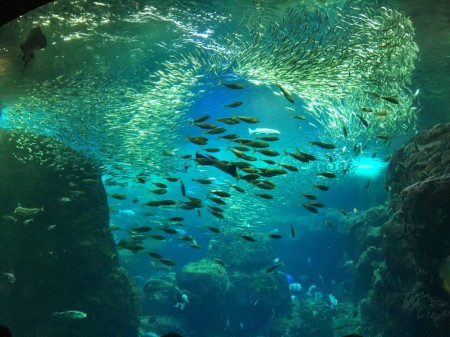 Enoshima Aquarium in Japan