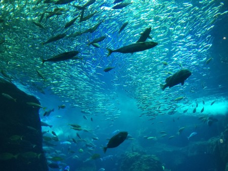 Enoshima Aquarium in Japan