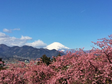 Matsuda Cherry Blossom Festival 2015