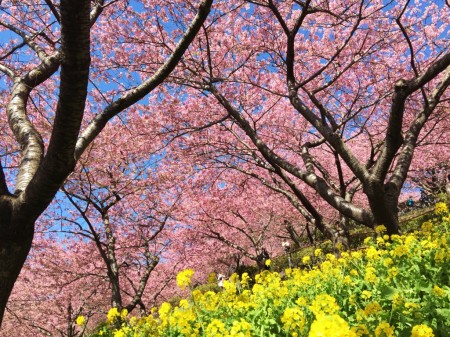 Matsuda Cherry Blossom Festival 2015