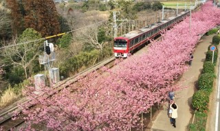 Cherry blossoms in Miura Kaigan