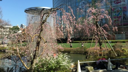 cherry blossoms in Mouri garden