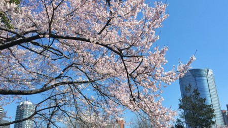 Cherry blossoms and Roppongi hills