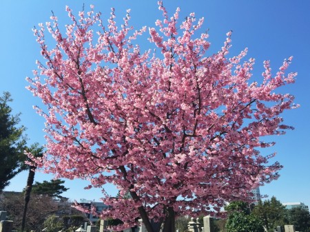 Cherry blossoms in Aoyama cemetery