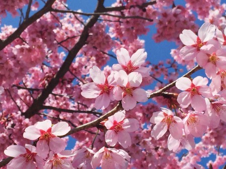 Cherry blossoms in Aoyama cemetery