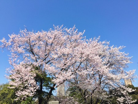 Cherry blossoms in Aoyama cemetery