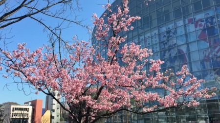 cherry blossoms in Mouri garden