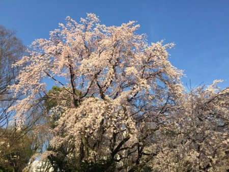 Weeping cherries in Rikugien