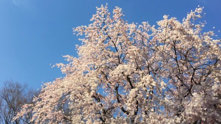 Weeping cherries in Rikugien