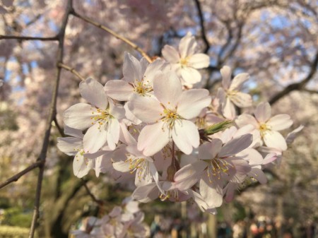 Weeping cherries in Rikugien