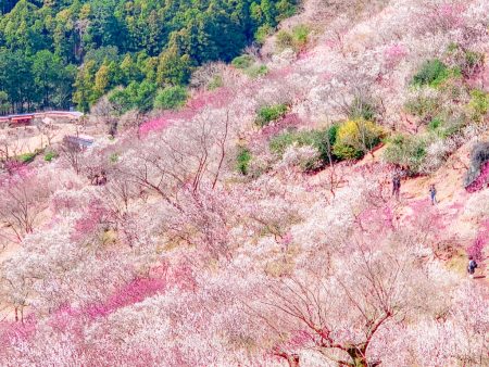 Plum forest in Yugawara