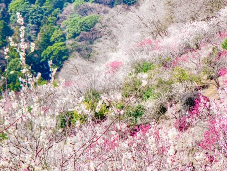 Plum forest in Yugawara