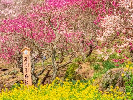 Plum forest in Yugawara